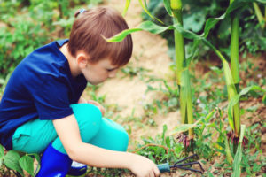 little boy raking